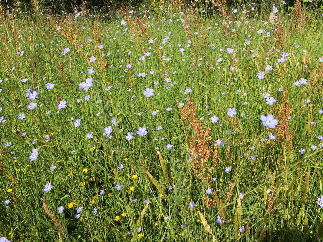 Linum usitatissimum photo